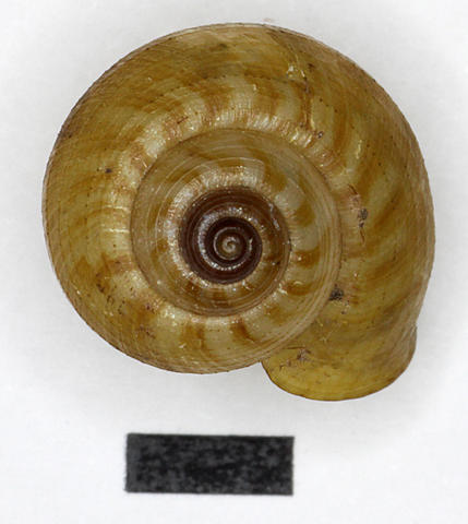 3003_japonia_bangueyensis_93.6.8.56e.jpg
