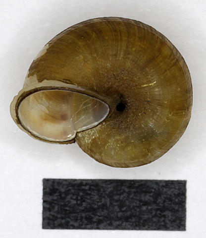 3016_japonia_whiteheadi_89.5.21.2-3f.jpg
