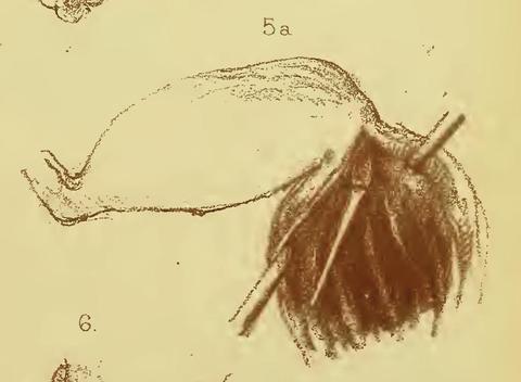 dyakia_hugonis_-_the_posterior_end_of_amatorial_organ_much_enlarged_to_show_the_form_of_the_sagitta_amatoria.jpg