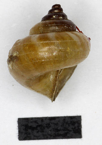 3010_japonia_balabacensis_balabacensis_smith_1895_94.7.20.57-8d.jpg