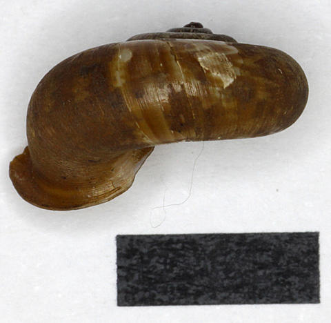 3015_pterocyclos_gwendolenoe_89.12.7.9b.jpg