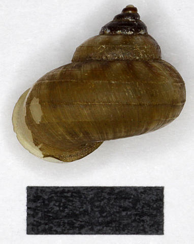 3016_japonia_whiteheadi_89.5.21.2-3b.jpg