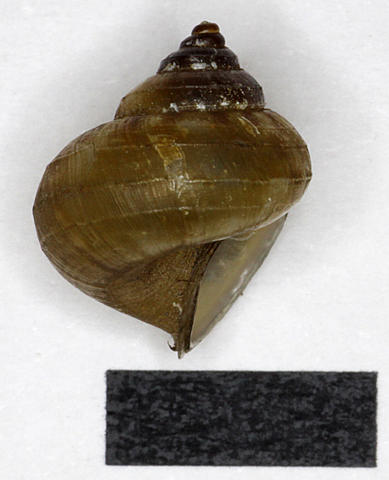 3016_japonia_whiteheadi_89.5.21.2-3d.jpg