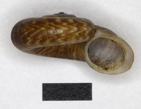 3024_cyclotus_variegatus_saransin_xxxx_93.6.7.34-5a.jpg