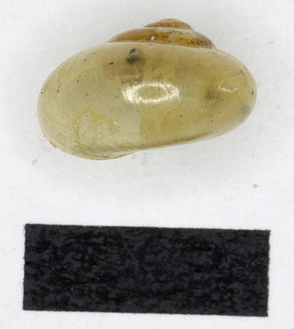 3031_microcytis_dyakana_godwin-austen_1891_91.3.9.4b.jpg