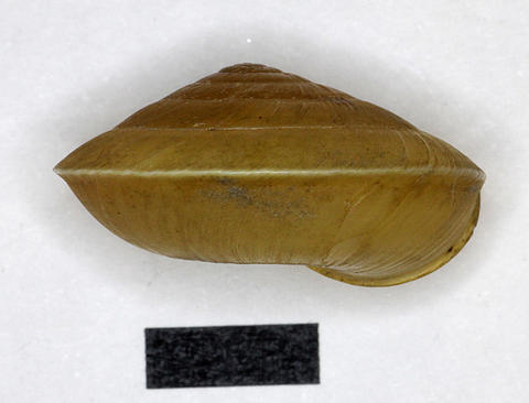 3048_dyakia_venator_gude_xxxx_1922.8.29.17b.jpg