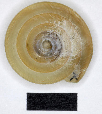 j_geotrochus_labuanensis_pfeiffer_1863e.jpg